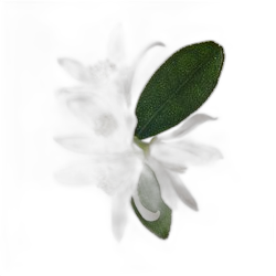 Lemon Blossom